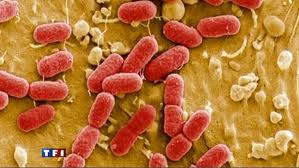 la propagation d'une bactérie tueuse a fait 19 morts en Europe, dont 18 en Allemagne