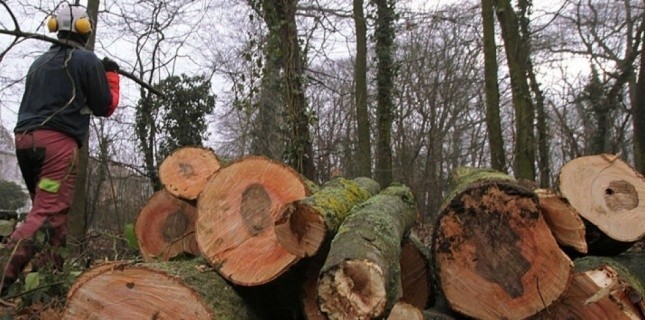 Abattage et découpe du bois par un agent de l'ONF (photo d'illustration) (SIPA)